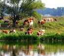 Село Копанище в Лискинском районе