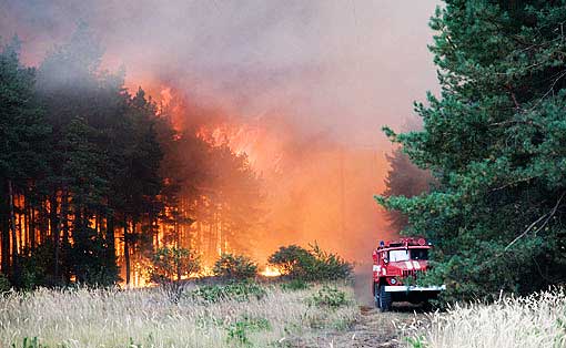 Лиски: лесные пожары