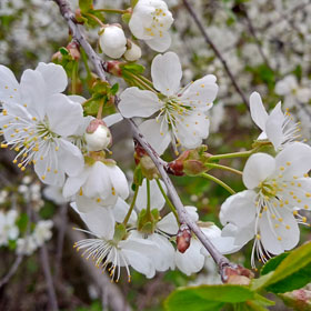 Такого мая ещё не было - по лискинским полям и садам ударили заморозки